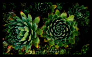 succulent-photographer-1